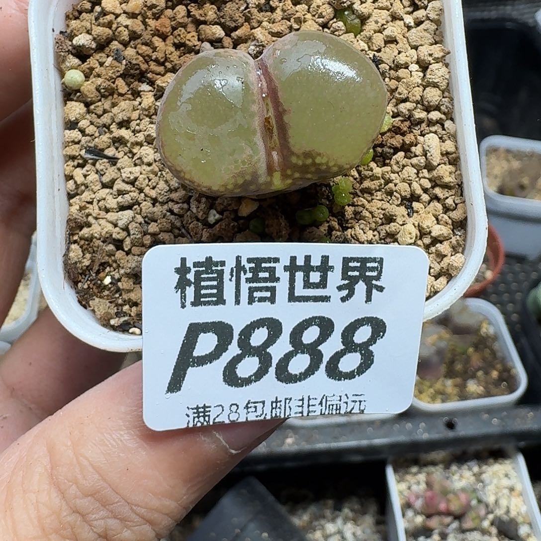 多肉植物的润泽植物vbnj