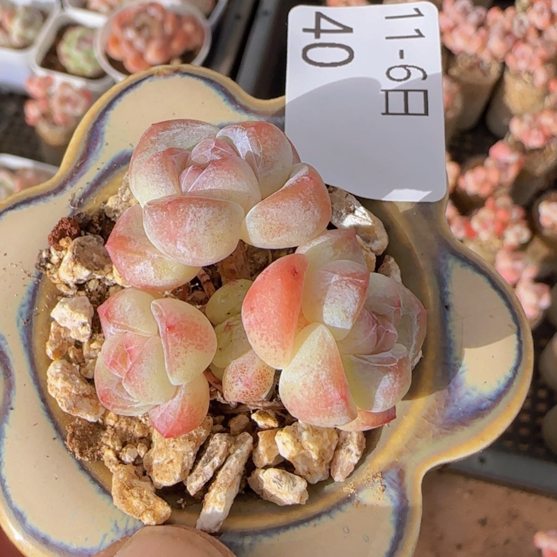 三头糖心冰玉一颗脱土
