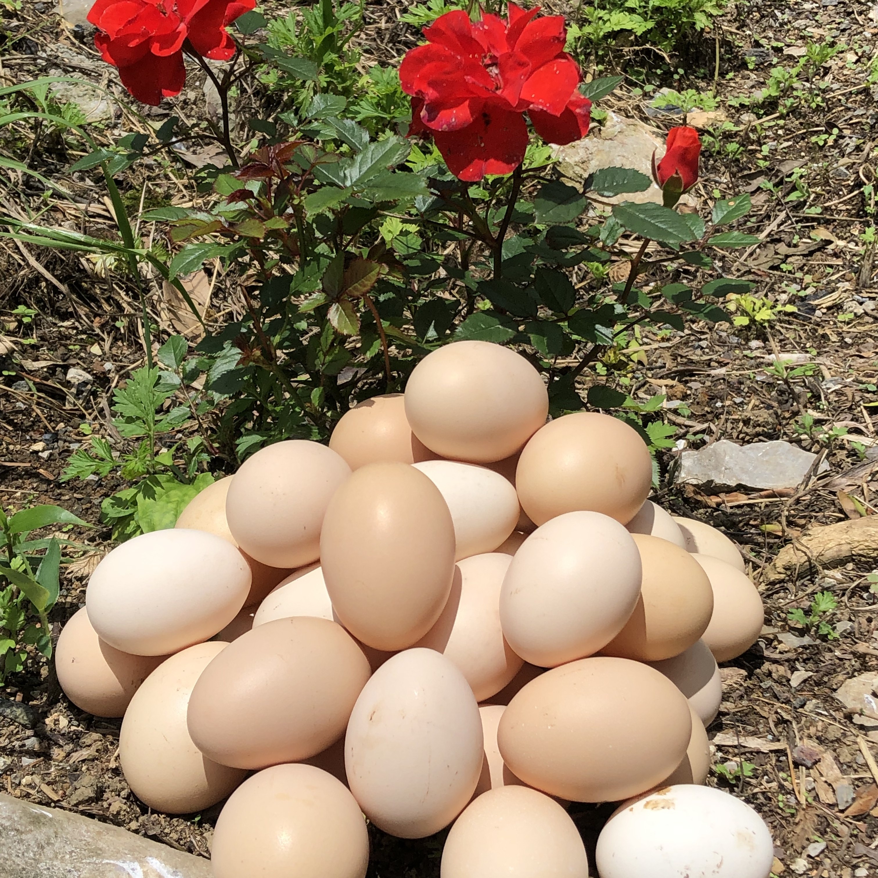 贵州30个燕子山正宗农家散养初生土鸡蛋谷物喂养营养农产品鸡蛋