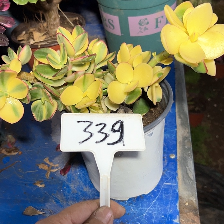 多肉植物星花月锦