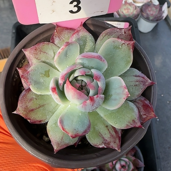 3 惊鸿仙子多肉植物6-9