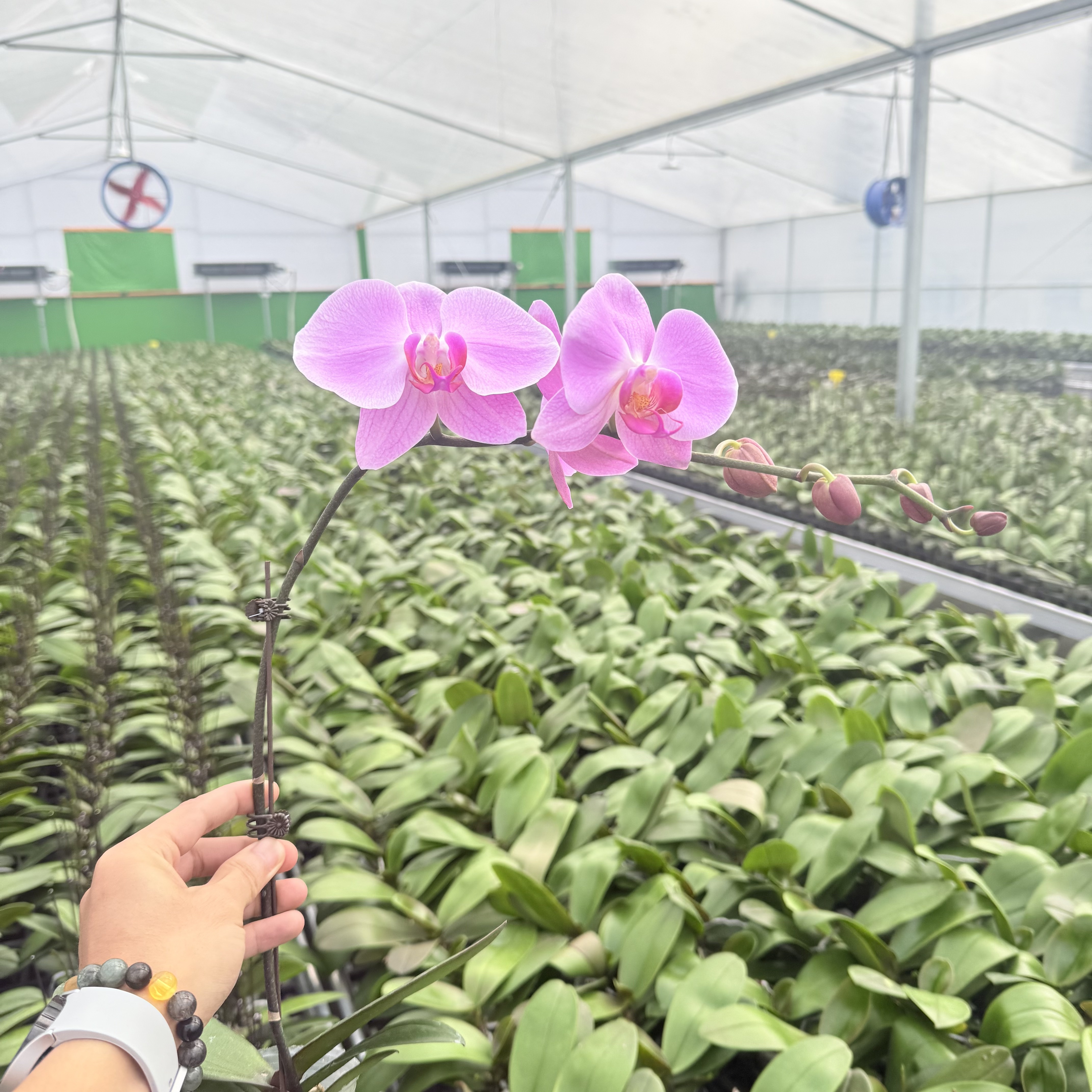 【粉冠军】精品蝴蝶兰 大型粉色系 苗情优质 叶子碧绿