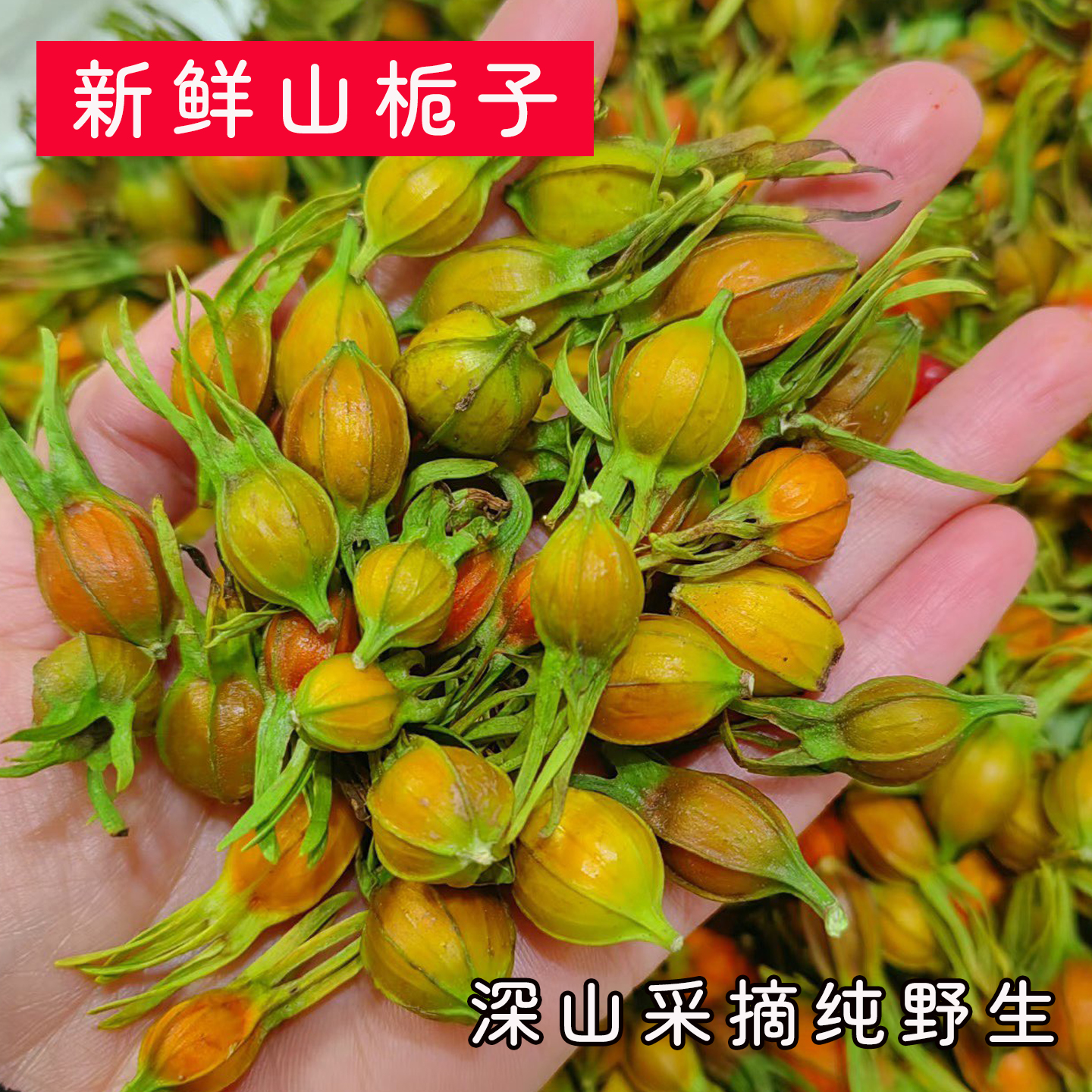 新鲜栀子果2025年新果现摘黄栀子红栀子可泡水可卤菜现摘现发