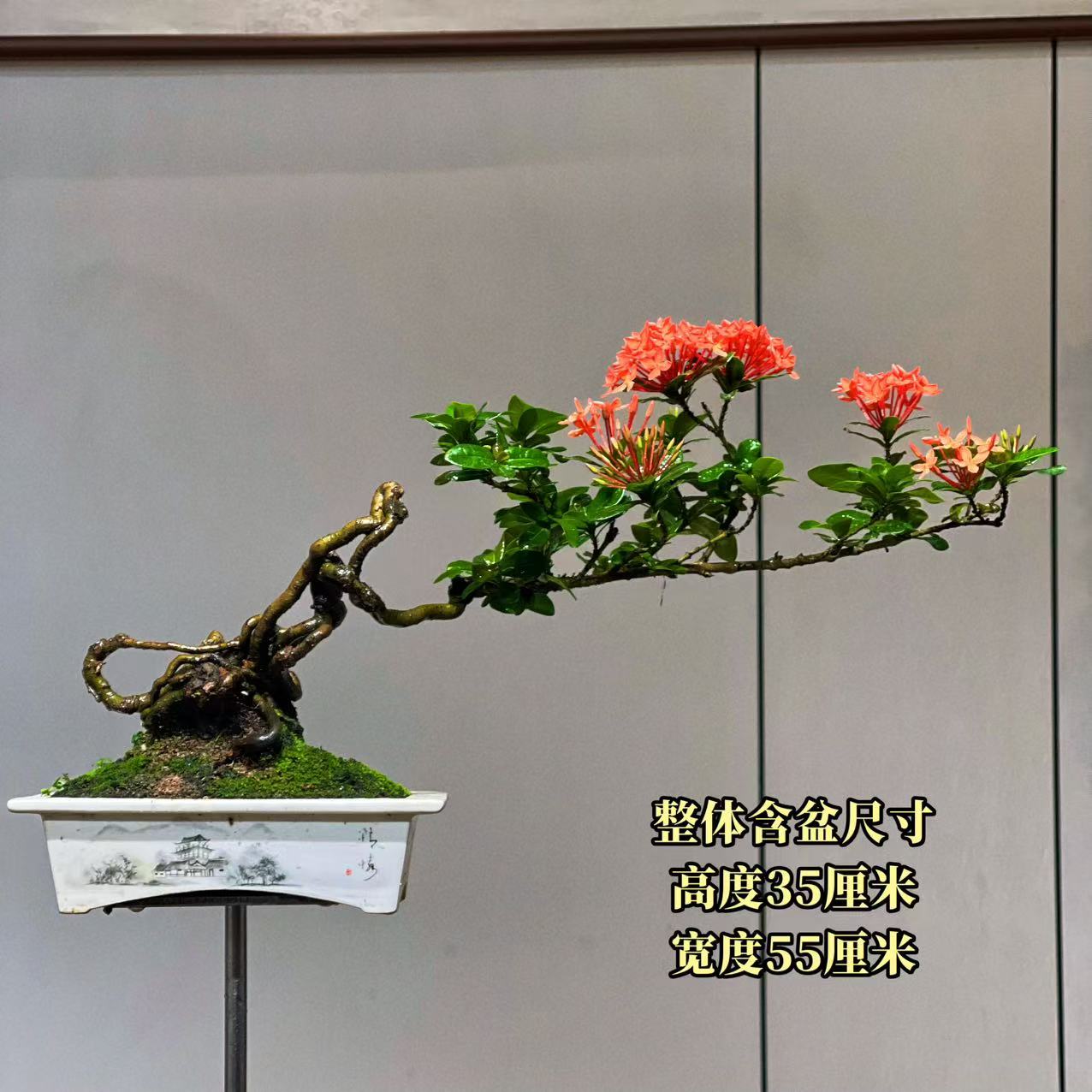 【叶胜园艺】精品小叶龙船花功夫桩盆景
