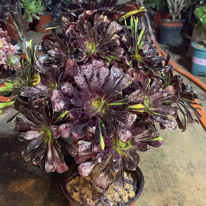 水墨丹青多肉植物43。 