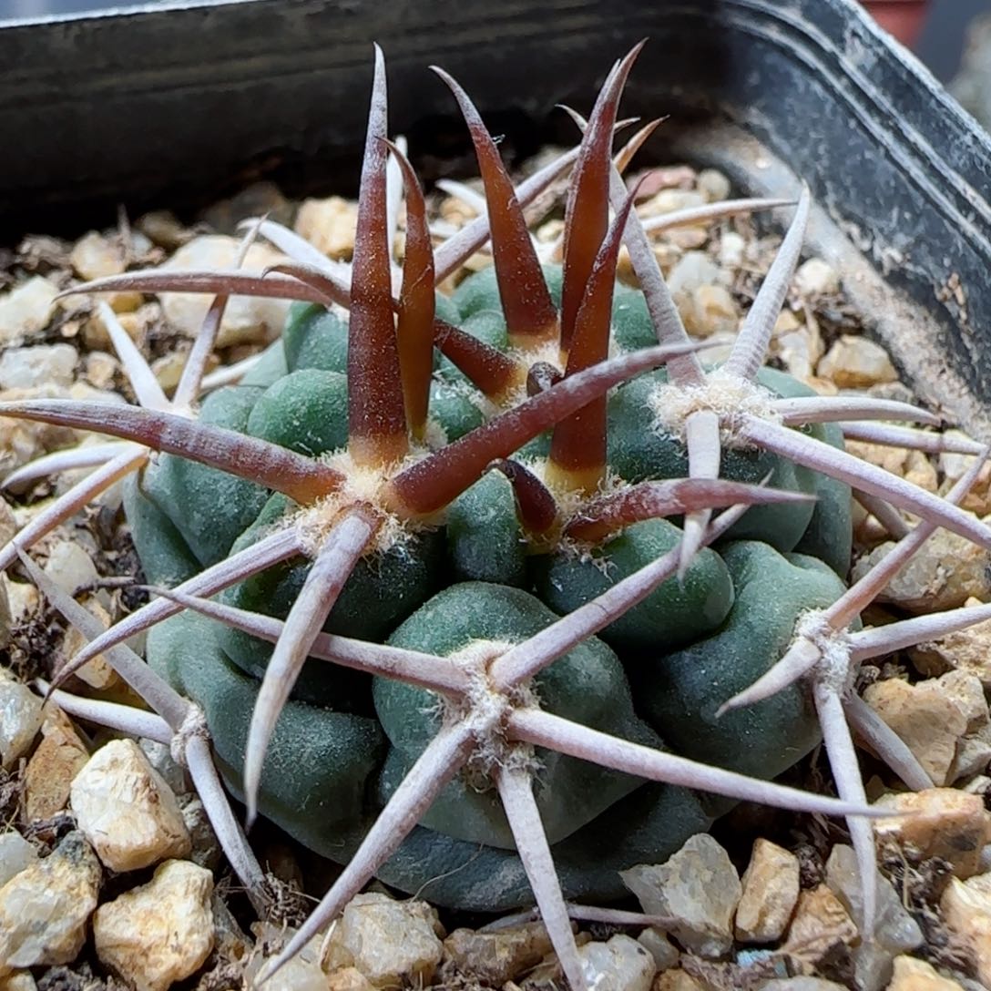 173实生碧岩玉多肉3.2