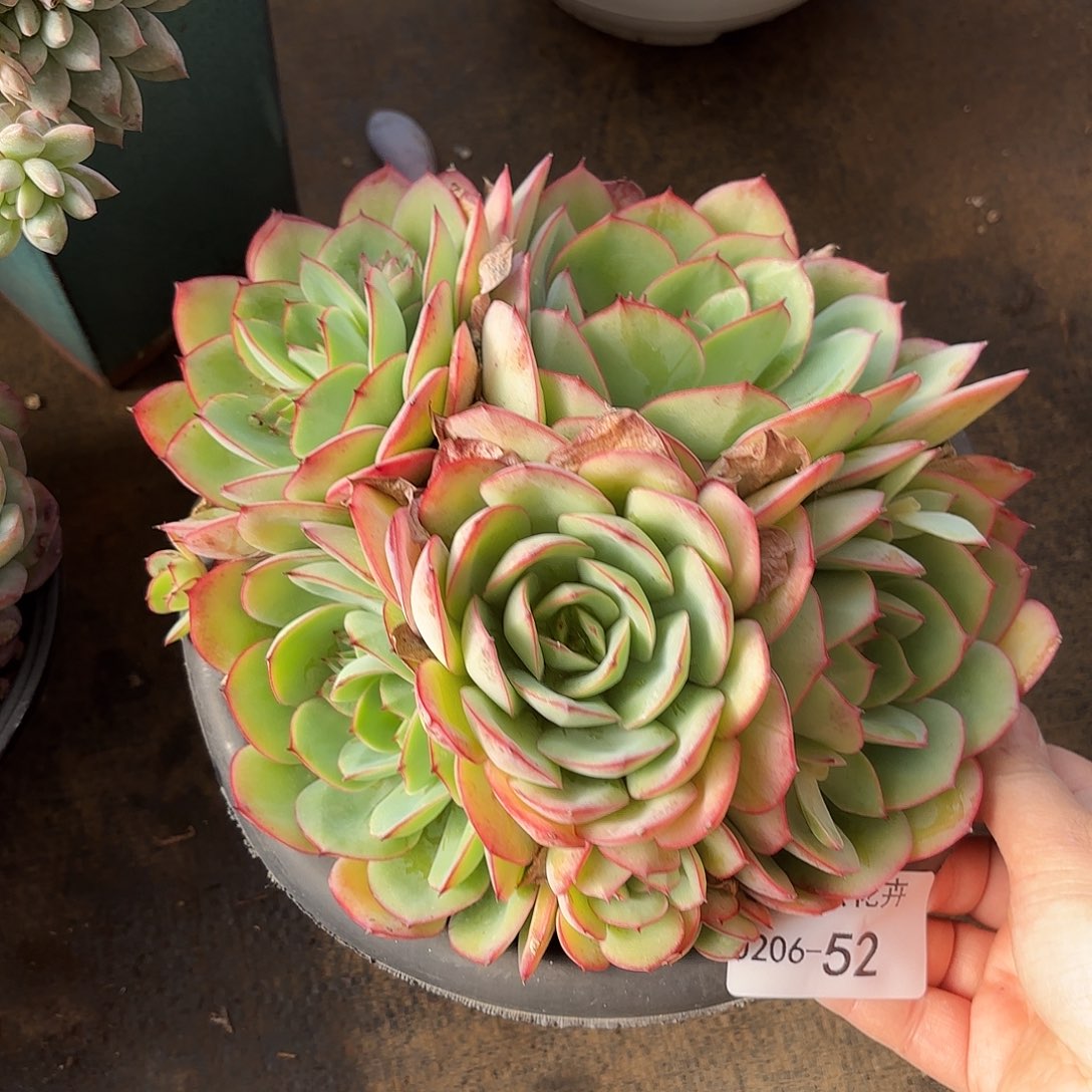 同温层多肉牡丹亭52