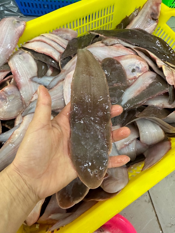 新鲜网捕海鲜鱼细鳞龙利鱼舌头鱼速冻发货