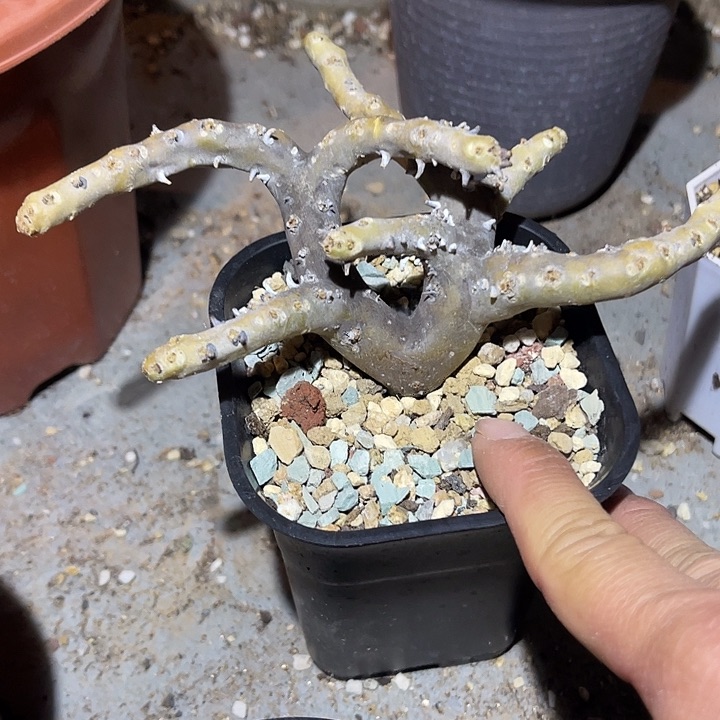 满38包邮2天凑单，脱土晾根发货多肉植物产地黑皮月界