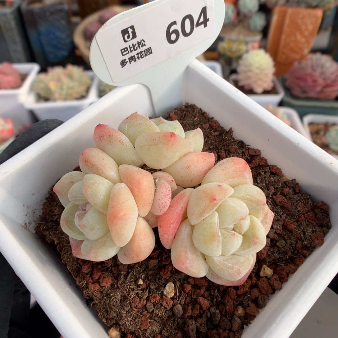 604 奶油冰玉多肉
