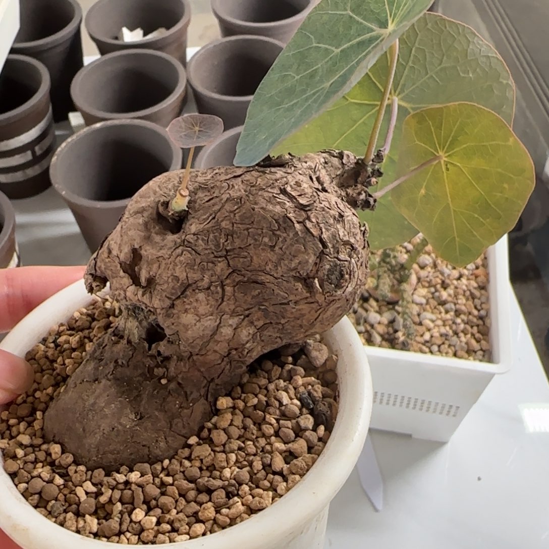 养定一叶龟哈哈哈