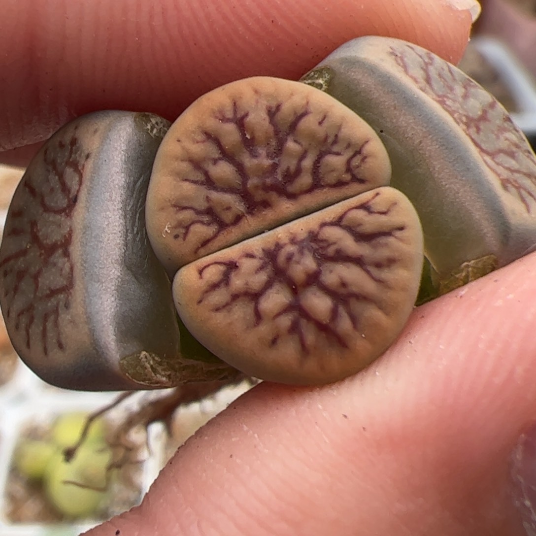 0574号线招福 多肉植物