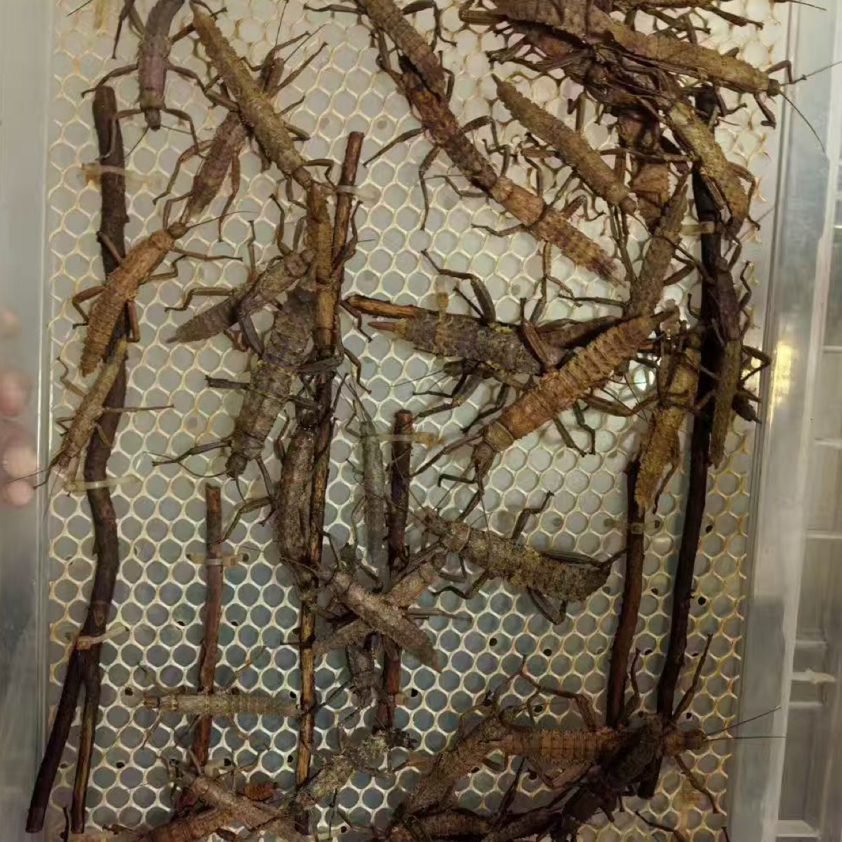 竹节虫活体指尖宠物