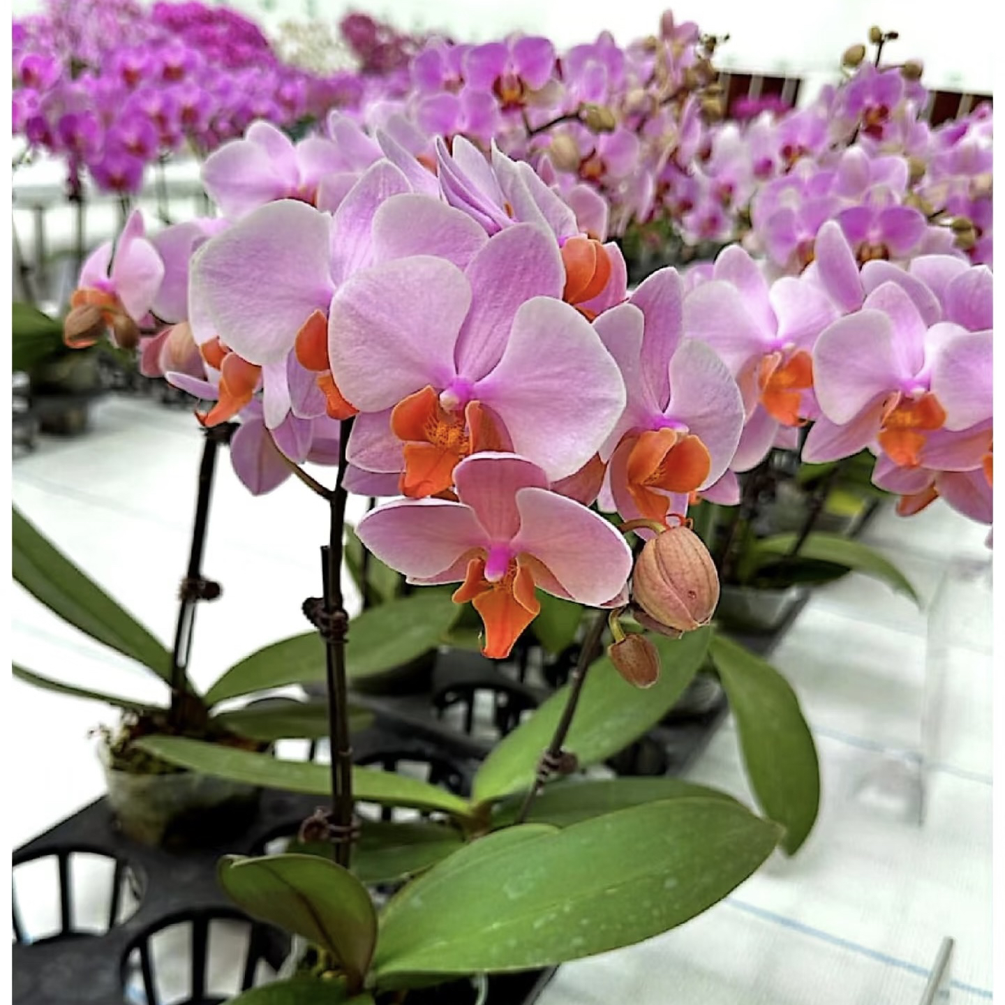 植趣花卉【粉公主】东骏新品3.5加高苗 