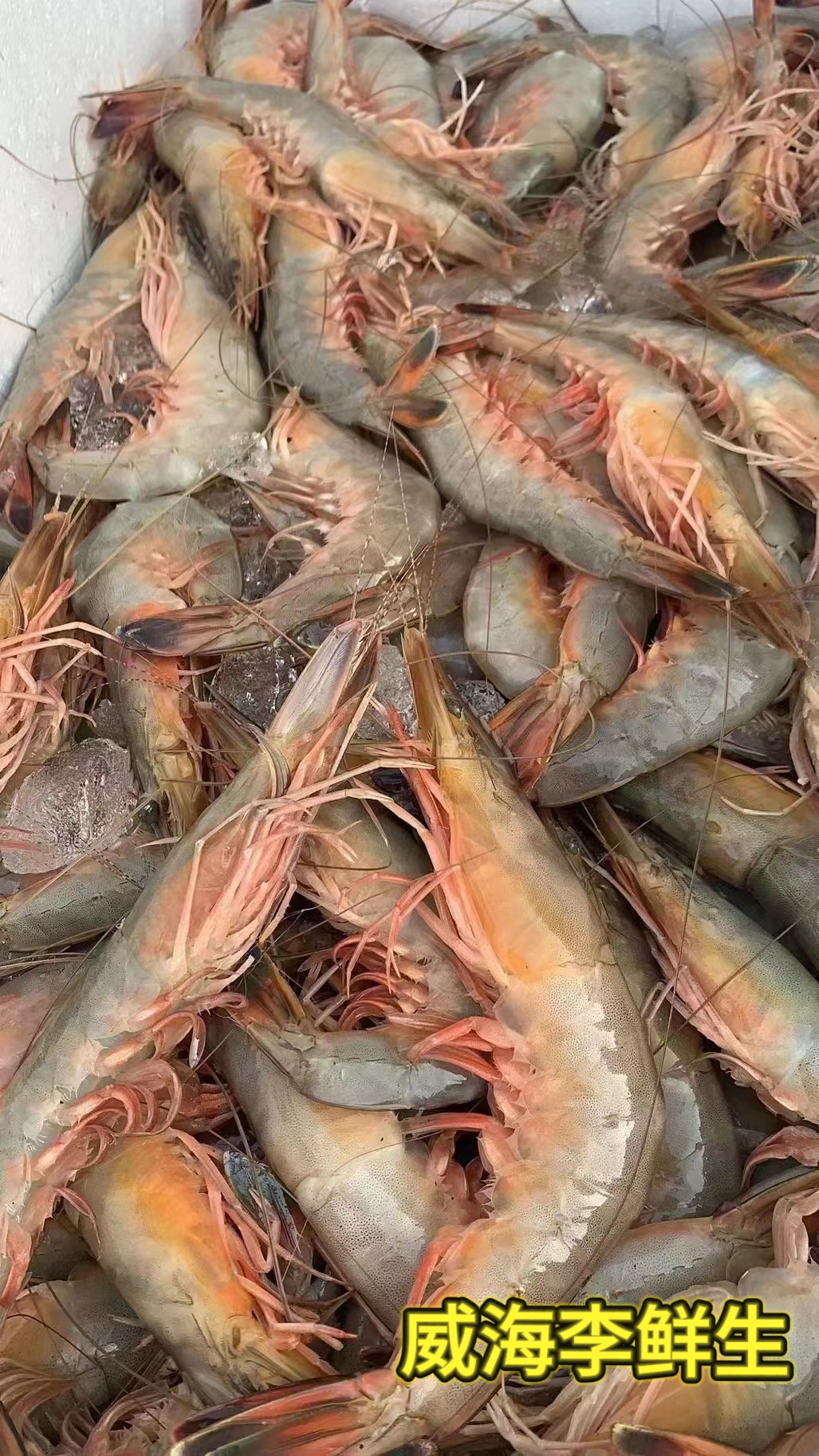 渤海湾纯野生大对虾 新鲜海捕青头虾  威海石岛直发