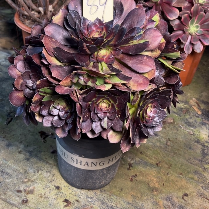 89黑骑士多肉一物一拍