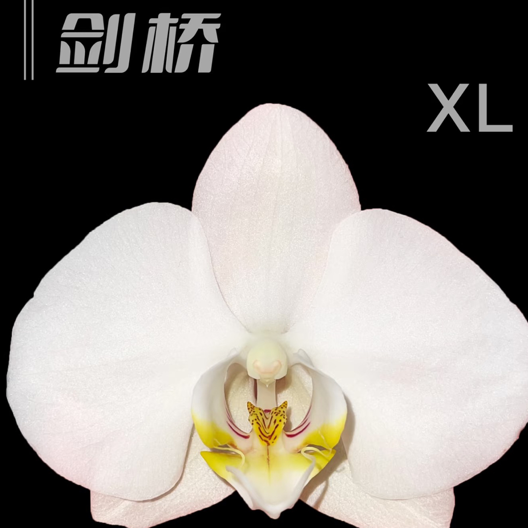 锦兰轩【剑桥】蝴蝶兰 单花箭 基地直发