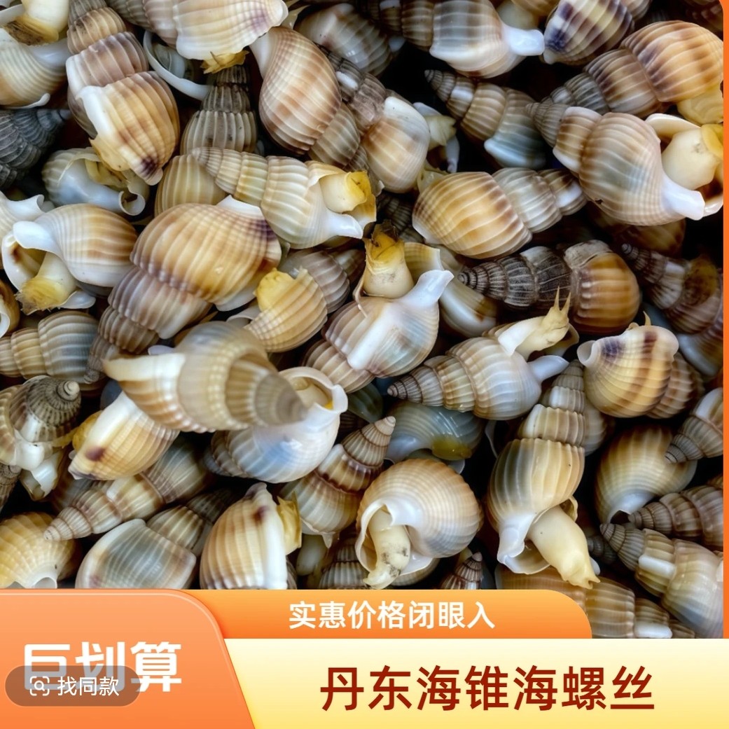 鲜活海丁1.5斤（小时达配送）