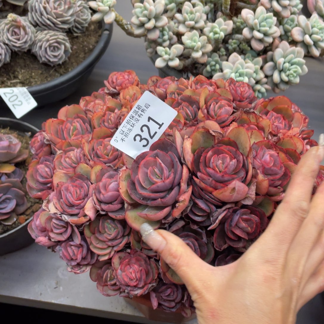 黑大帅多肉321秀妍