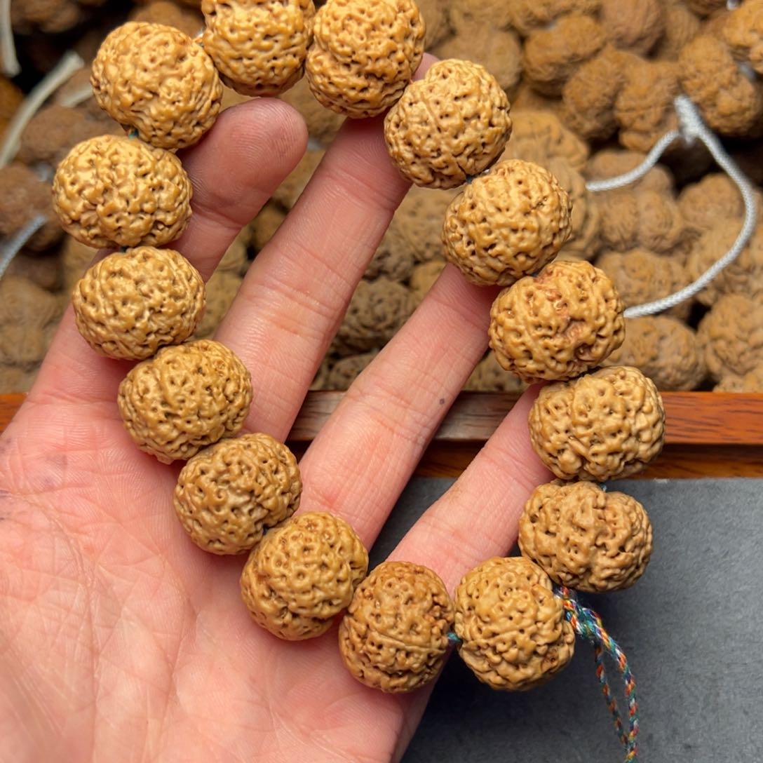 菩提18号尼泊尔大金刚19.5五星蜂王菠萝蜜