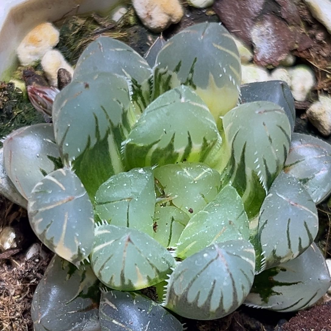 恭喜发财大吉大利0014