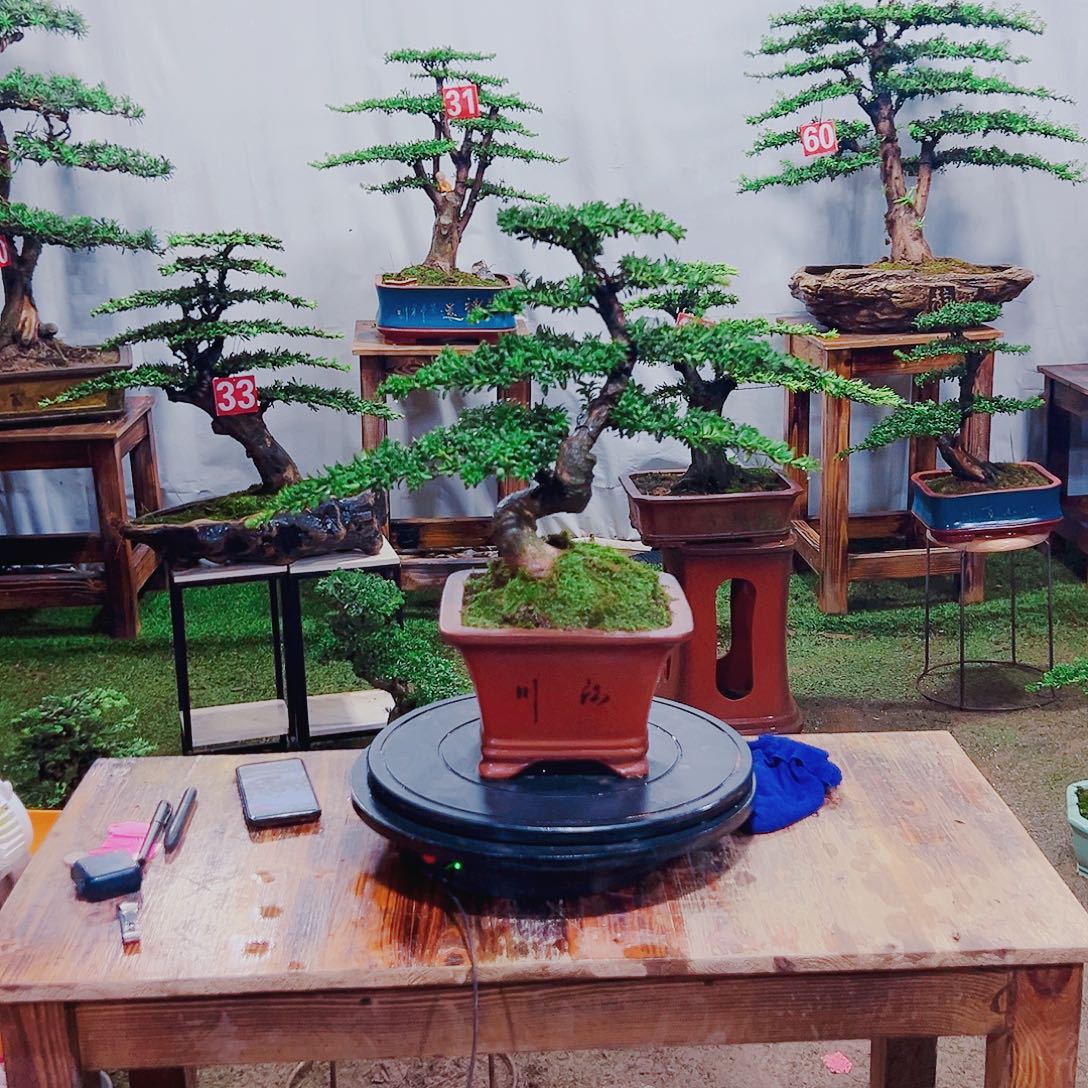 无花朵红芽珍珠罗汉松