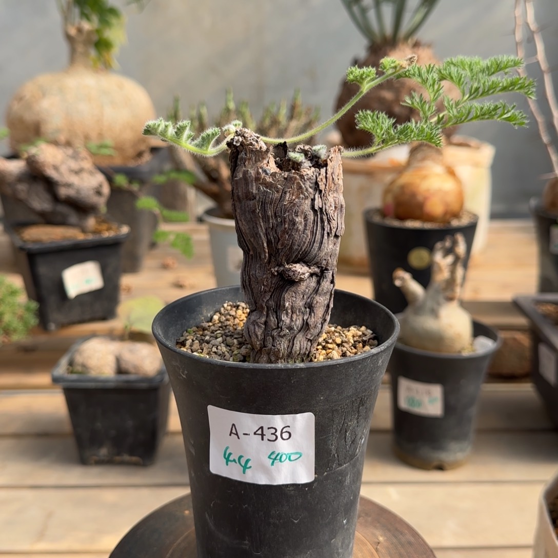 436枯木洋葵块根植物