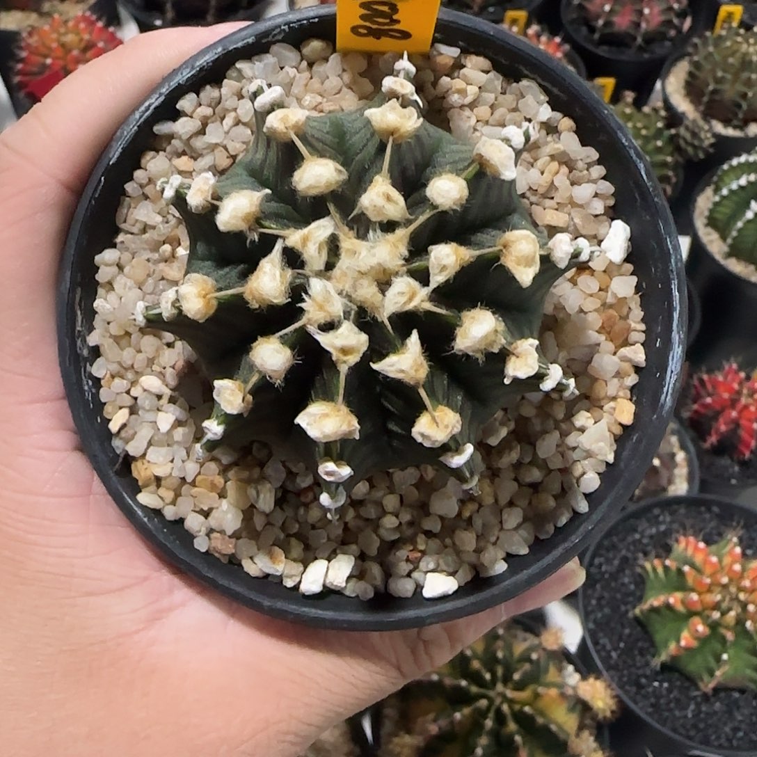 NR008-1224泰国米哈多肉