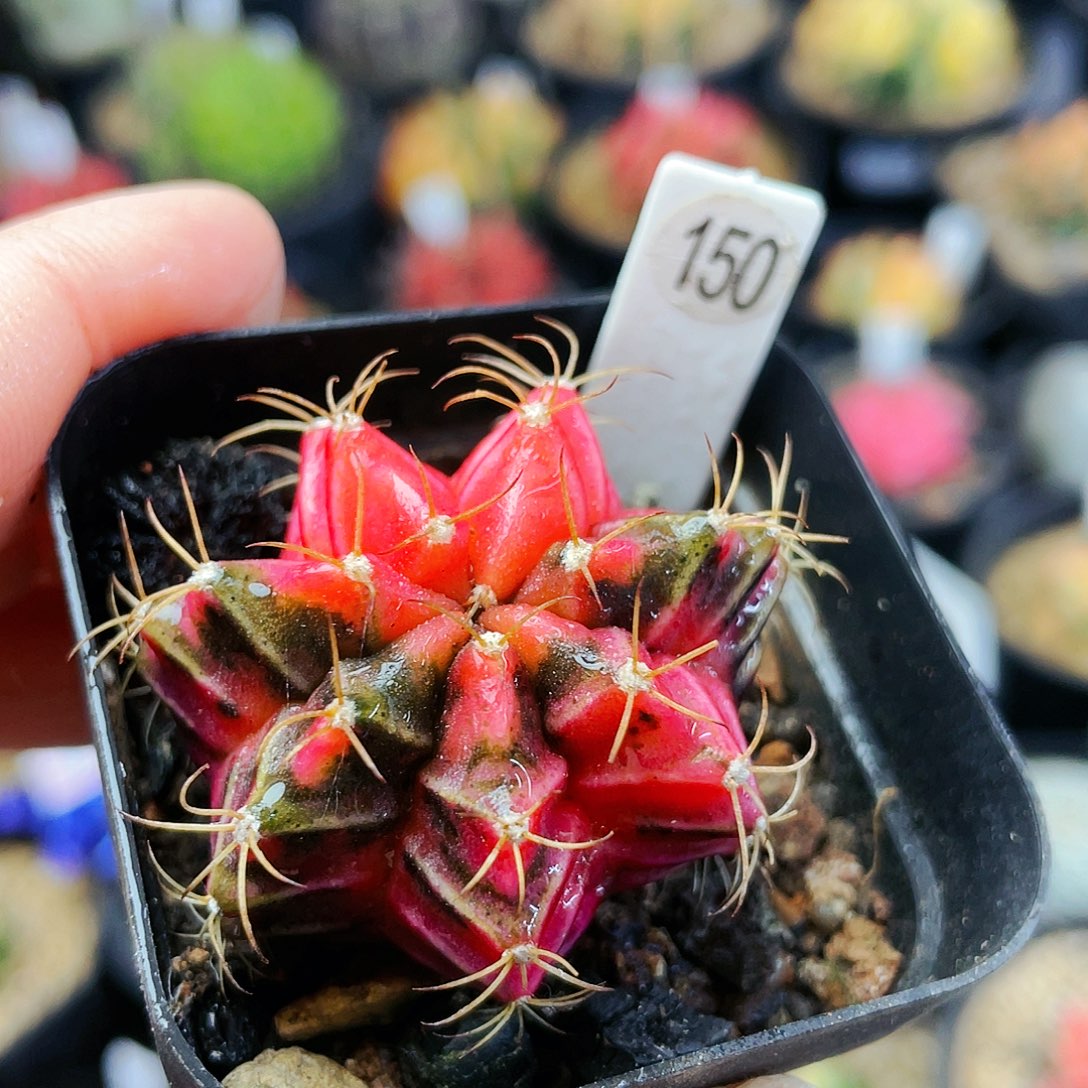 非偏远地区满25发货仙人球