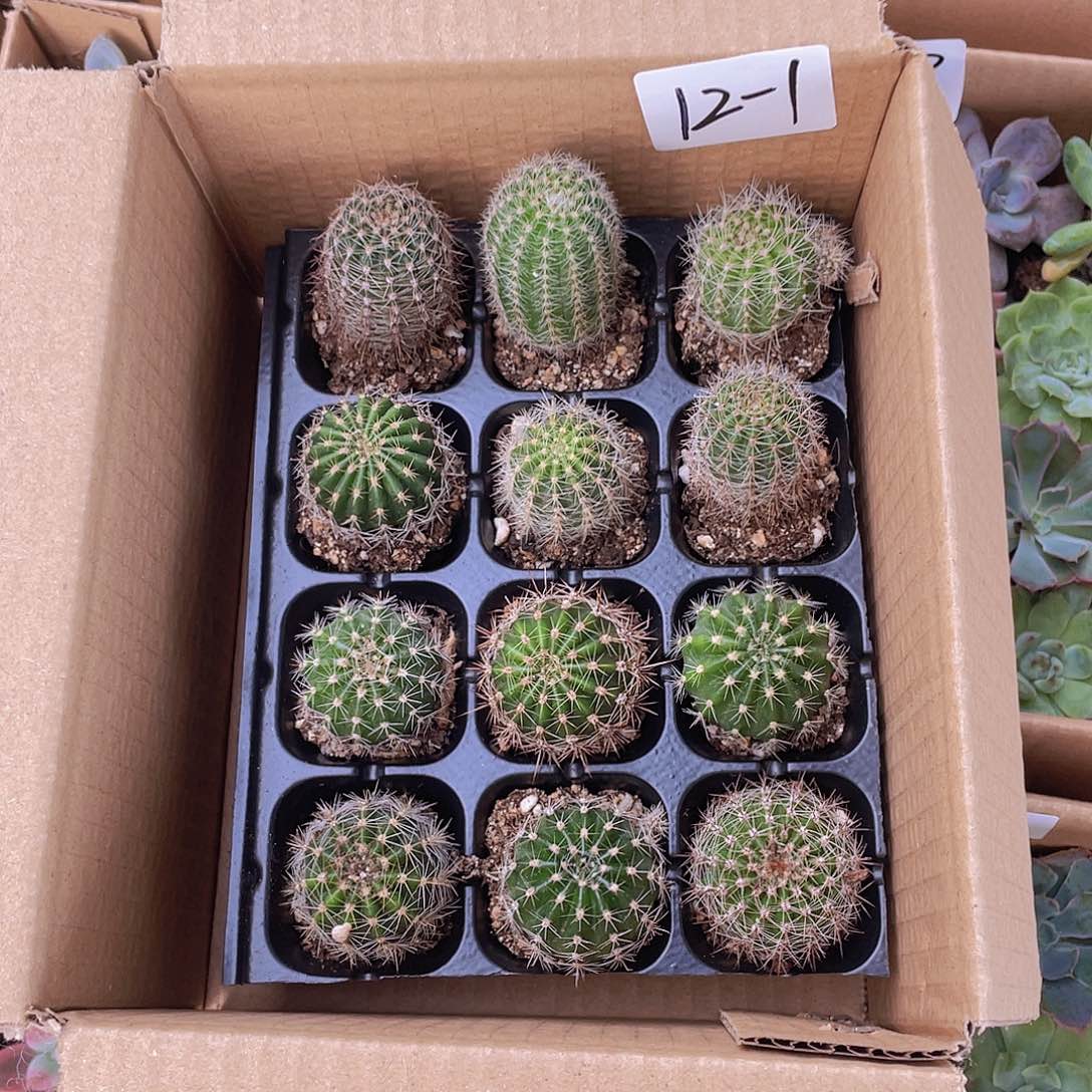 12颗仙人球-1号约3-5厘米