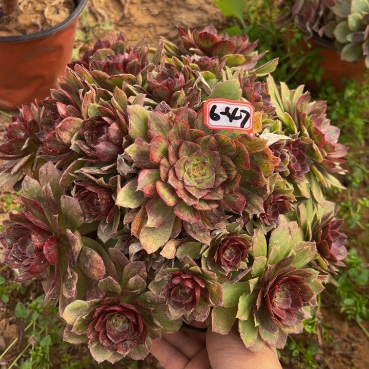 红霞多肉植物6-47