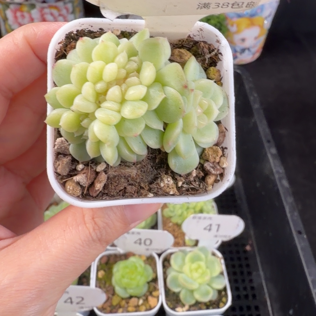 纸鸢缀化一颗43号