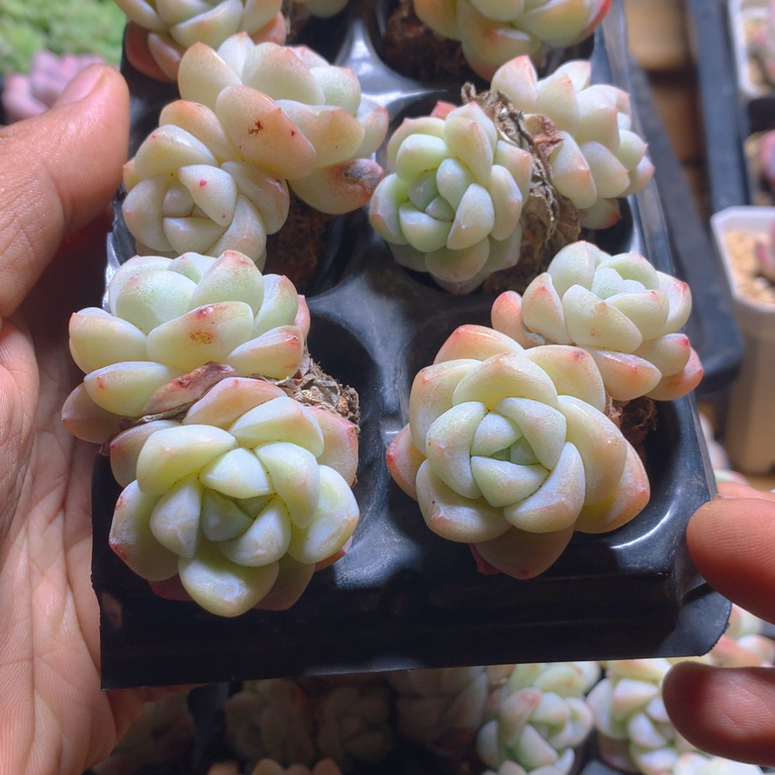 精控双头冰玉组合