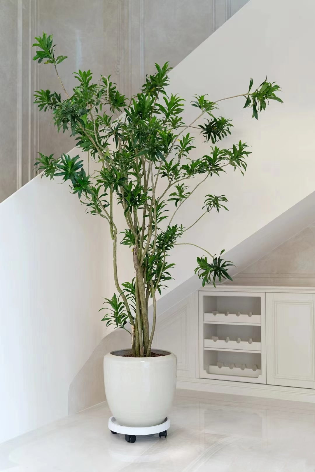 好养耐阴净化空气的室内网红金心百合竹客厅绿植