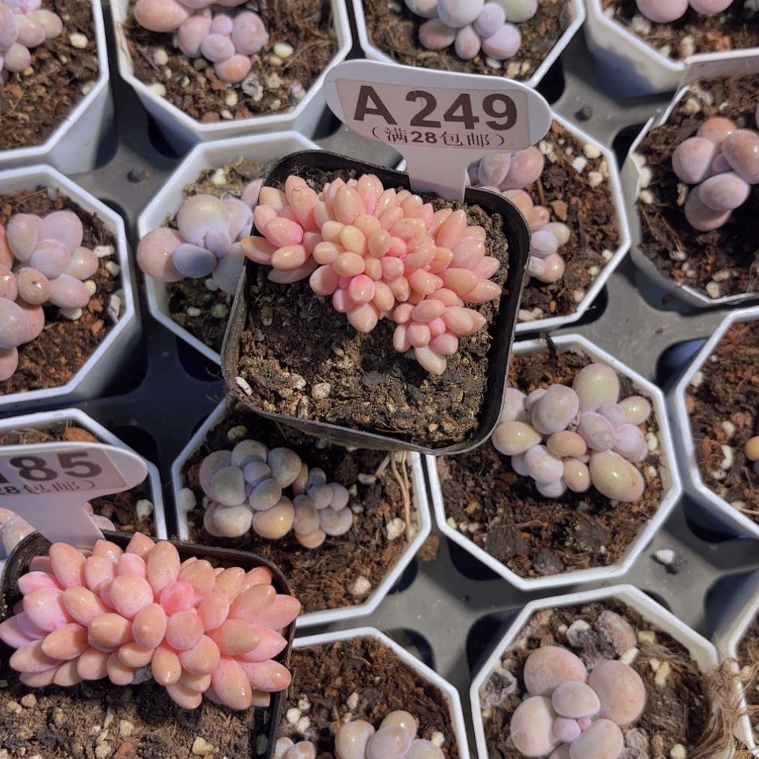 A249星黛露一物一拍