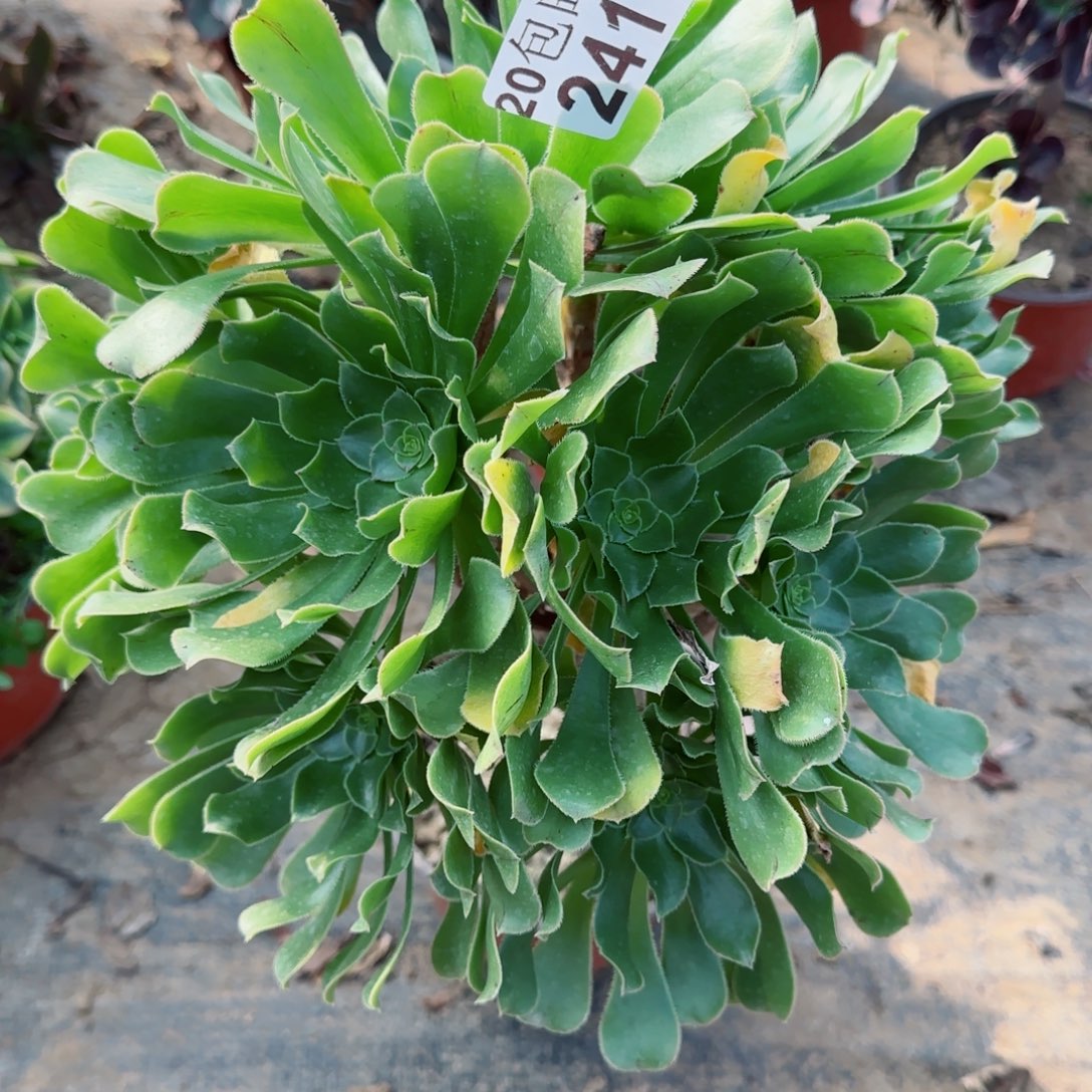 绿法师241满20包邮断枝不包