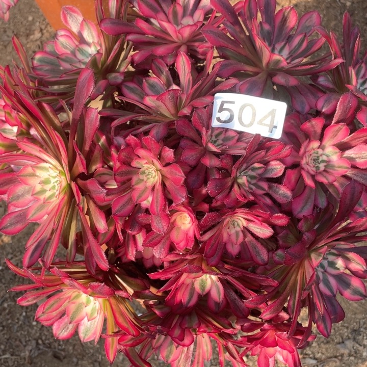 504多肉植物红铜白