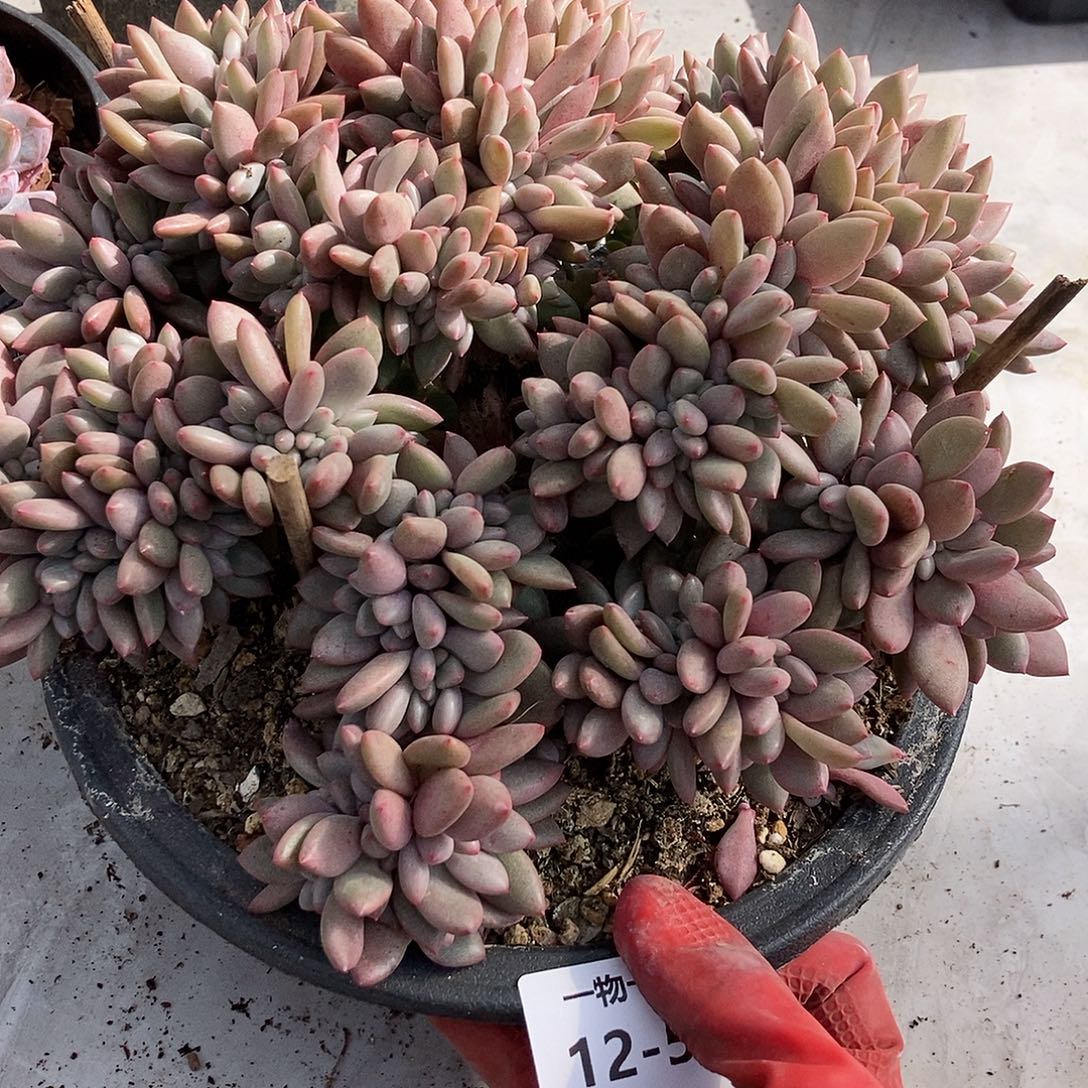 12-55 一物一拍不退不换退款拉黑