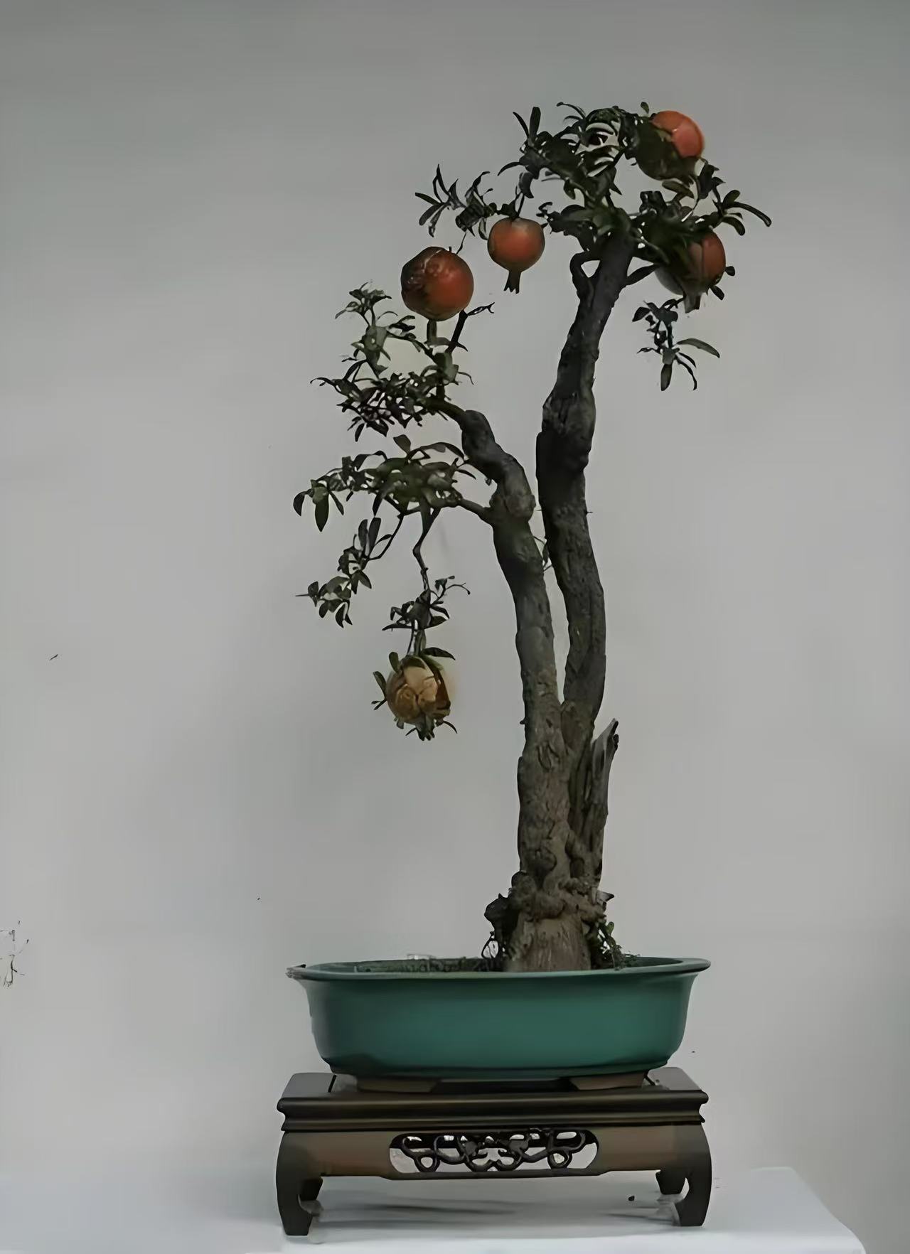 大红袍突尼斯精品盆景桩