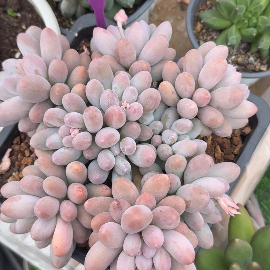 领***生汤圆一物一拍531.