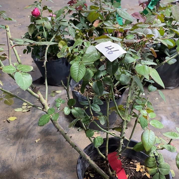 当前无花朵，栽培后可花朵杨玉环