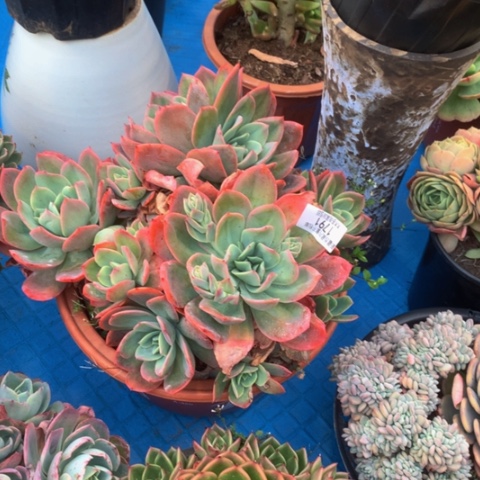 用****81791绮罗多肉