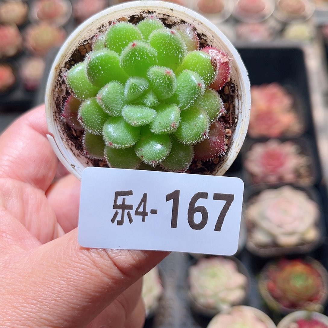 乐4-167 红毛丹单头