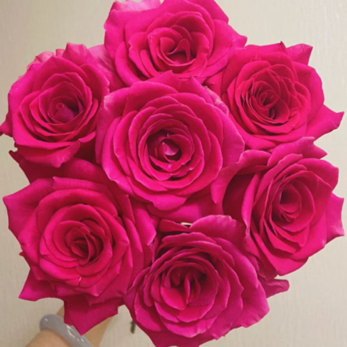 10枝【弗洛伊德】单头玫瑰 室内水养鲜切花 云南昆明基地直发