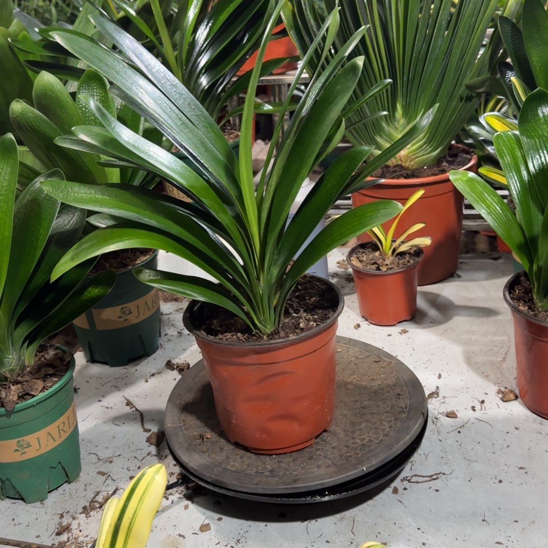 完全开放一物一拍