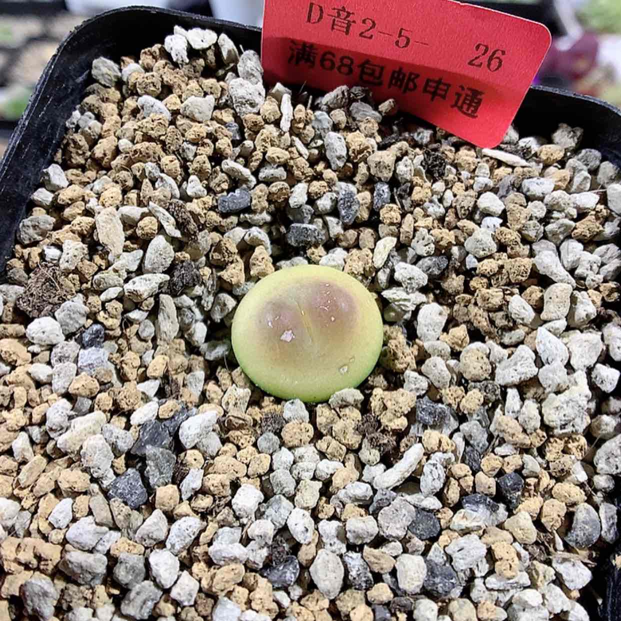 【闪购商品】2-5-26 瑕疵拉登 36