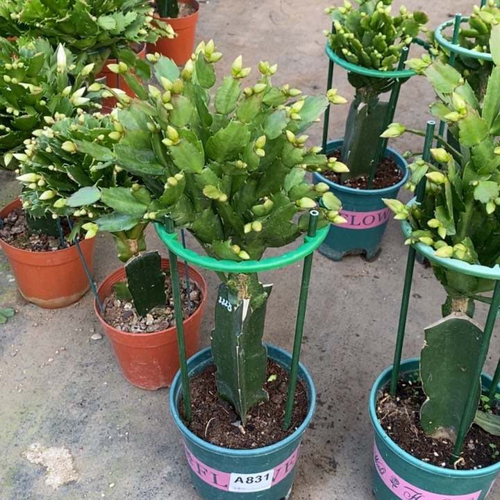 当前无花栽培后可以开花快**儿831嫁接2228