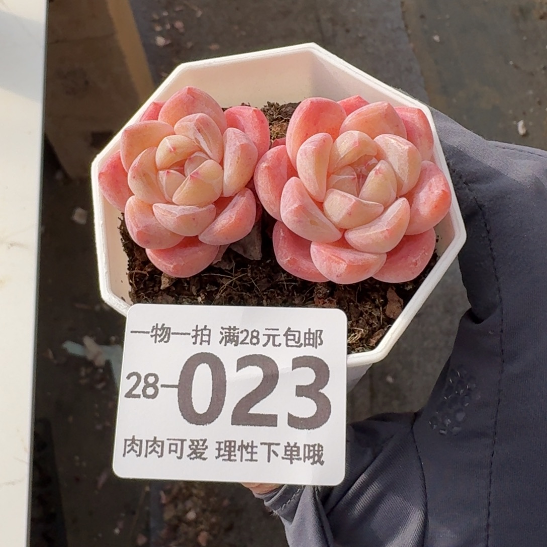 和田玉无盆土发货无