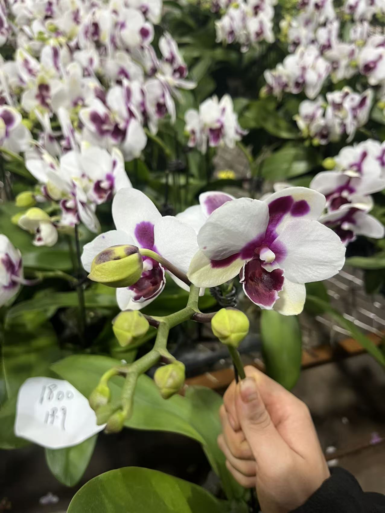 蝴蝶兰——(1800)开花发货(全场两颗包邮只拍一颗发苗)