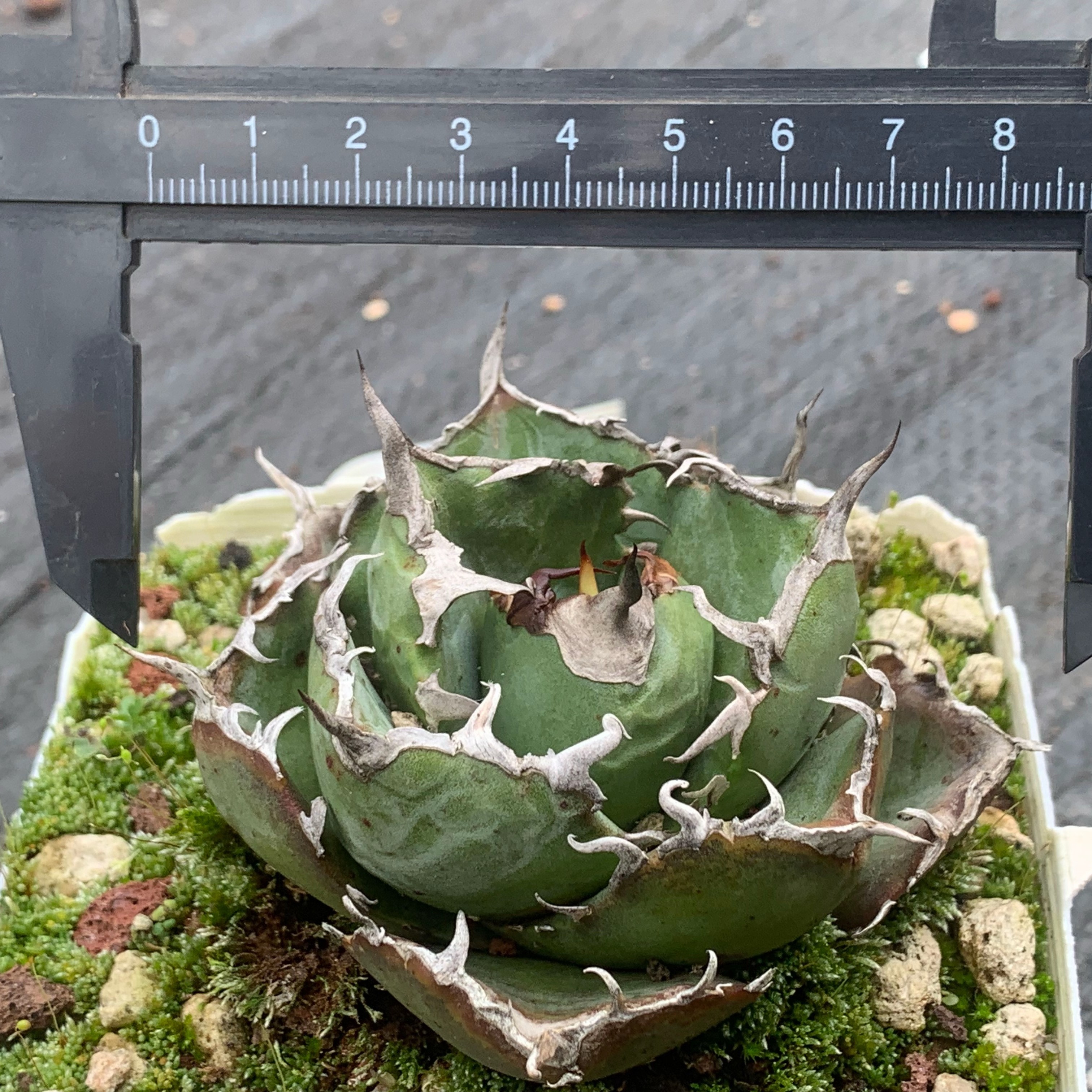 白鲸和红猫龙舌兰仁王冠入门套餐